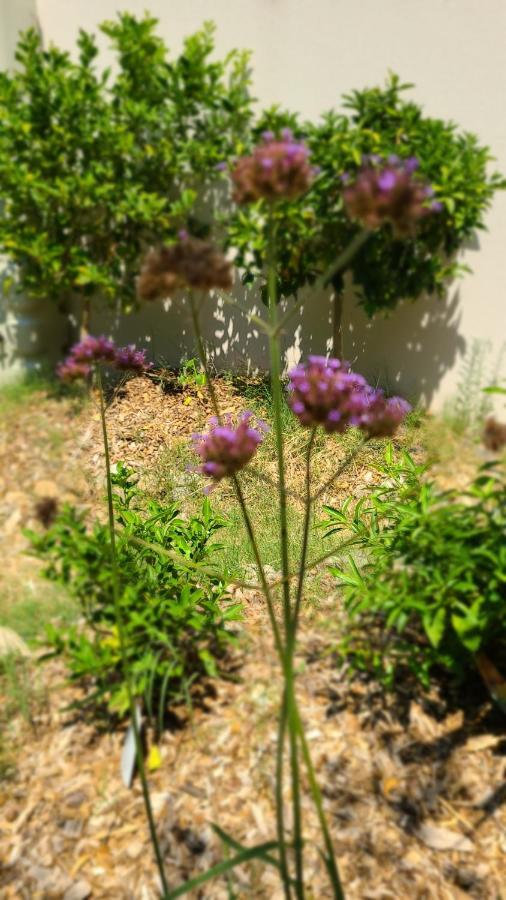 Apartament Chez Nous Dans Notre Petit Jardin Montpellier Zewnętrze zdjęcie